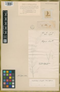 Ejemplar Polypogon elongatus Kunth