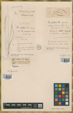 Ejemplar Festuca patagonica Phil.