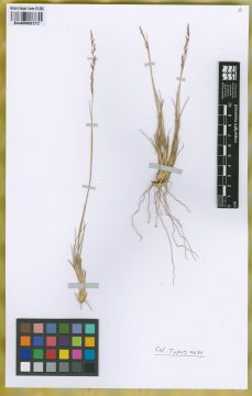 Ejemplar Nassella punensis Torres