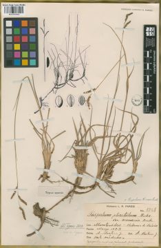 Ejemplar Paspalum nicorae Parodi