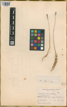 Ejemplar Hordeum chilense Roem. & Schult. var. magellanicum Parodi ex Nicora