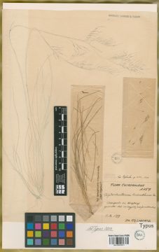 Ejemplar Piptochaetium lasianthum Griseb.