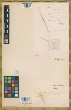 Ejemplar Stipa cumingiana Trin. var. lachnophylla (Trin.) Trin. & Rupr.