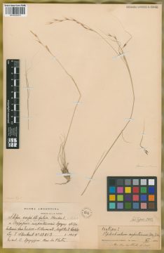 Ejemplar Stipa capillifolia Hack.