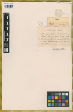 Ejemplar Chloris arundinacea Nees
