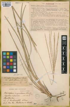 Ejemplar Axonopus argentinus Parodi var. glabriflorus Parodi