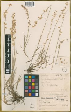 Ejemplar Melica eremophila Torres