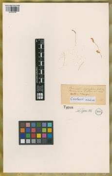 Ejemplar Panicum pyrularium Hitchc. & Chase