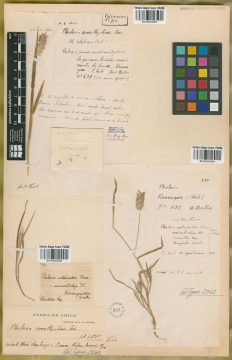 Ejemplar Phalaris amethystina Trin.