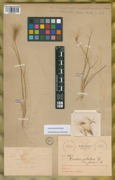 Ejemplar Hordeum jubatum L. var. flavidum Kuntze