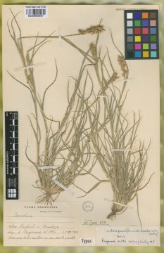 Ejemplar Cenchrus pauciflorus Benth. var. muricatus Caro & E. A. Sánchez