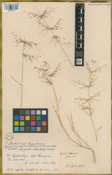 Ejemplar Eragrostis orthoclada Hack.