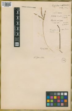 Ejemplar Paspalum sordidum Hack.