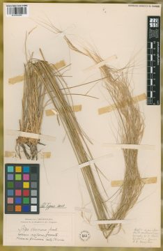 Ejemplar Stipa charruana Arechav.