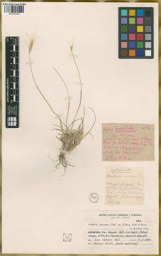 Ejemplar Hordeum comosum J. Presl var. bifidum Parodi ex Nicora