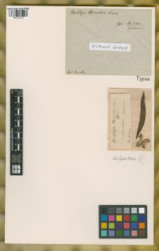 Ejemplar Buddleja thyrsoides Lam.