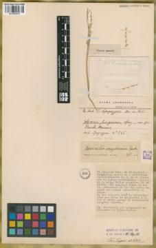 Ejemplar Glyceria fuegiana Speg.