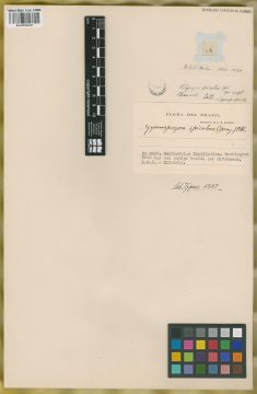 Ejemplar Polypogon spicatus Spreg.