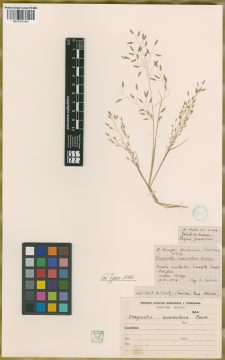Ejemplar Eragrostis suaveolens A.K. Becker ex Claus