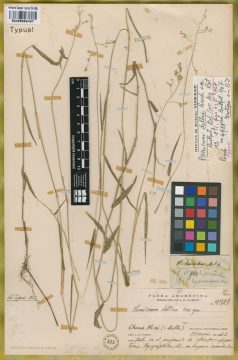 Ejemplar Panicum deltae Parodi ex Burkart