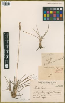Ejemplar Paspalum ionanthum Chase