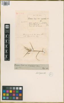 Ejemplar Bromus trinii E. Desv. var. manicata E. Desv.