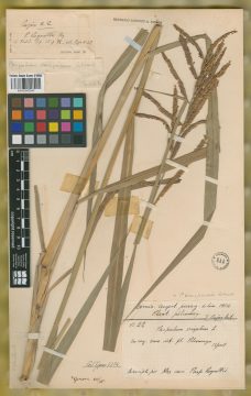 Ejemplar Paspalum regnellii Mez