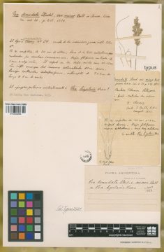 Ejemplar Poa denudata Steud. var. minor Ball