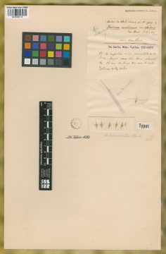 Ejemplar Hordeum secalinum Schreb. var. chilense E. Desv.