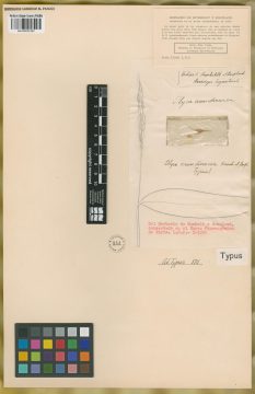 Ejemplar Olyra arundinacea Kunth
