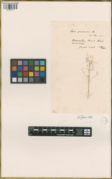 Ejemplar Panicum pseudisachne Mez