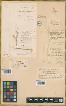 Ejemplar Poa chorizantha E. Desv.