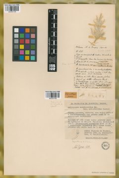 Ejemplar Andropogon saccharoides Sw. var. erianthiodes Hack.