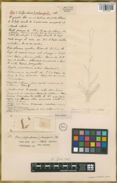 Ejemplar Poa planifolia Kuntze