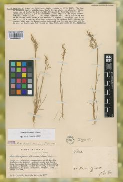 Ejemplar Aira versicolor Roem. & Schult.
