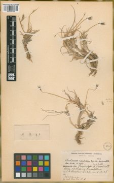 Ejemplar Hordeum halophilum Griseb. var. breviaristatum Parodi ex Nicora
