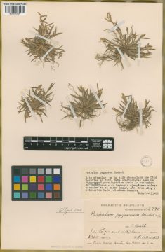 Ejemplar Paspalum pygmaeum Hack.