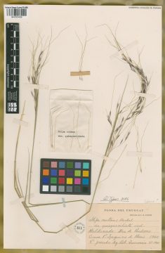 Ejemplar Stipa nutans Hack. var. quinqueciliata Roseng. & Izag.