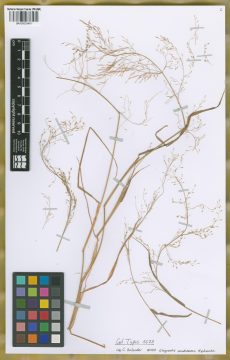 Ejemplar Eragrostis cordobensis Jedwabn.