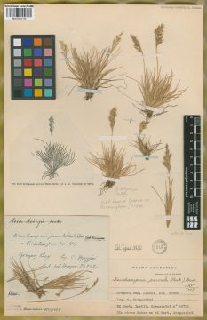 Ejemplar Trisetum parvulum (Hook. f.) Speg.