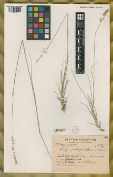 Ejemplar Briza paleapilifera Parodi