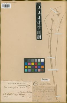 Ejemplar Poa asperiflora Hack.