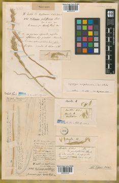 Ejemplar Triticum pubiflorum Steud.