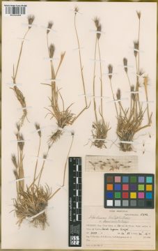 Ejemplar Hordeum halophilum Griseb. var. breviaristatum Parodi ex Nicora
