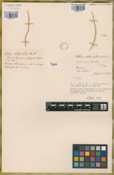 Ejemplar Chloris orthonoton Döll