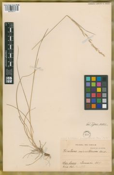 Ejemplar Trisetum micratherum E. Desv.