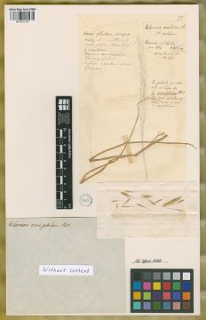 Ejemplar Elymus oreophilus Phil.