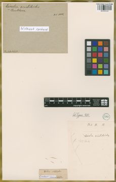 Ejemplar Dinebra aristidoides  Kunth 
