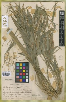 Ejemplar Arthrostylidium harmonicum Parodi