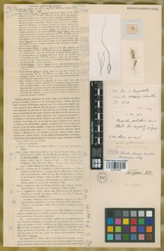 Ejemplar Nassella pubiflora (Trin. & Rupr.) E. Desv.